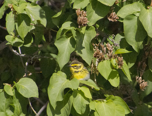 Townsend Warbler - Page Springs Campground, Frenchglen, OR