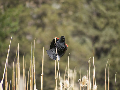 Red-winged Blackbird (© Nick Viani) Page Springs Campground, Frenchglen, OR