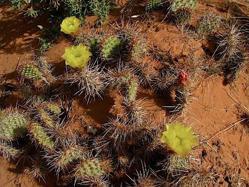 prickly_pear.JPG