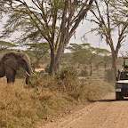 In Serengeti we started seeing other tourists on guided tours