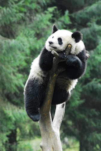 013_DSC_0062 - Musing Panda; November, 2007; China, Sichuan, Wolong