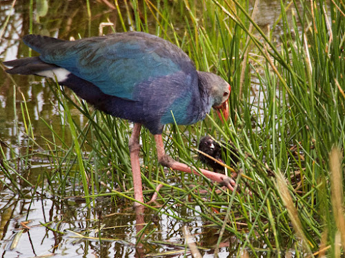 Gray-headed Swamphen