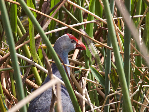 Gray-headed Swamphen