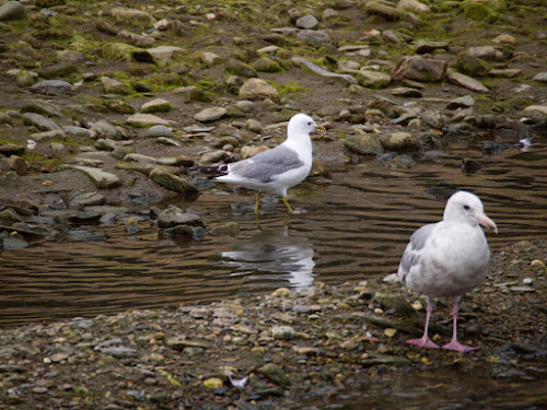 Mew Gull and Glaucous-winged Gull