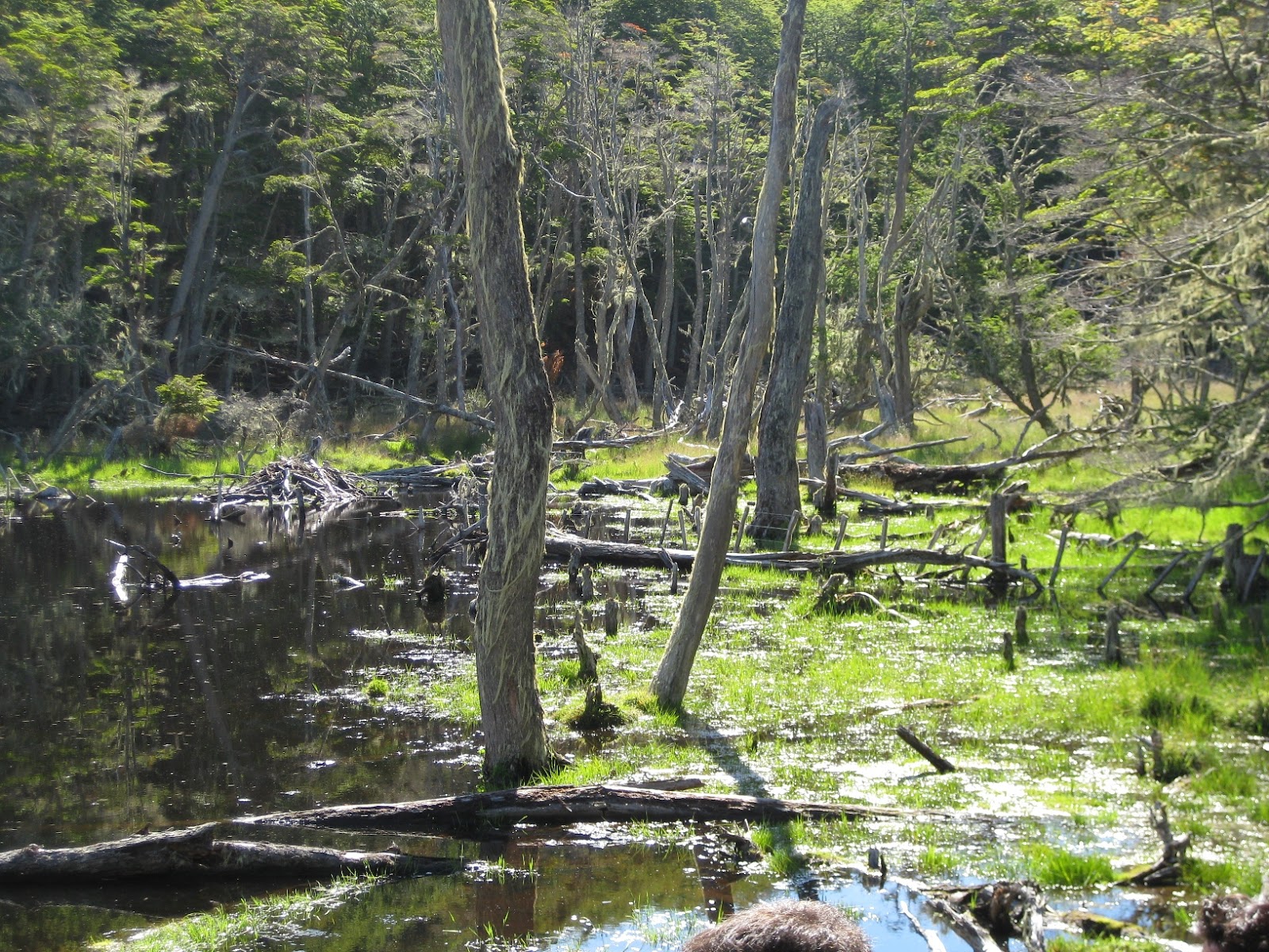 Beaver damage - flooded land, dead trees