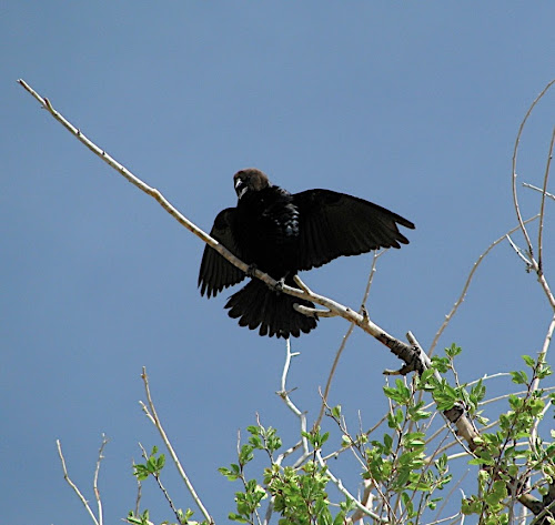 Brown-headed Cowbird (© Nick Viani)