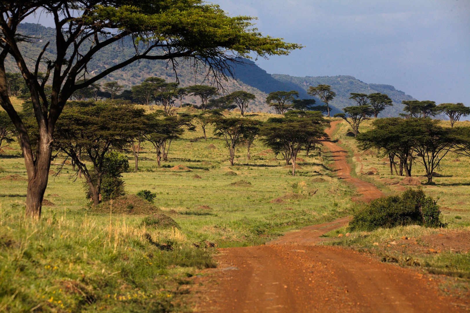 Masai Mara is beautiful after rains