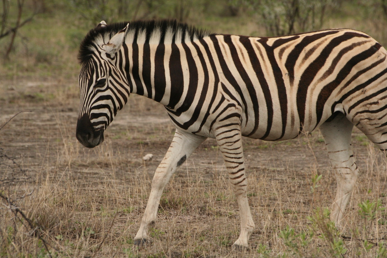 Zebra approach