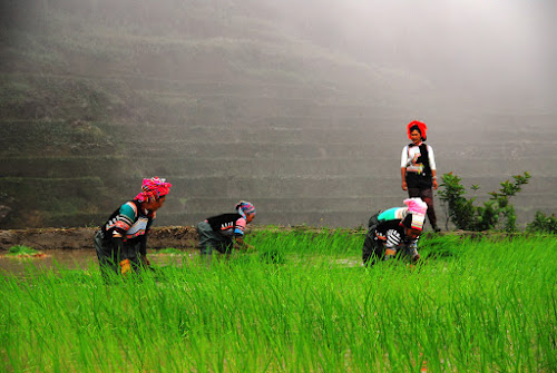 B1_DSC_0150 - Rice Terraces; May, 2010; China, Yunnan, Yuanyang