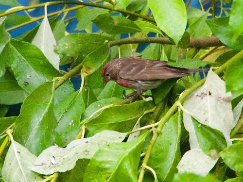 Common Redpoll