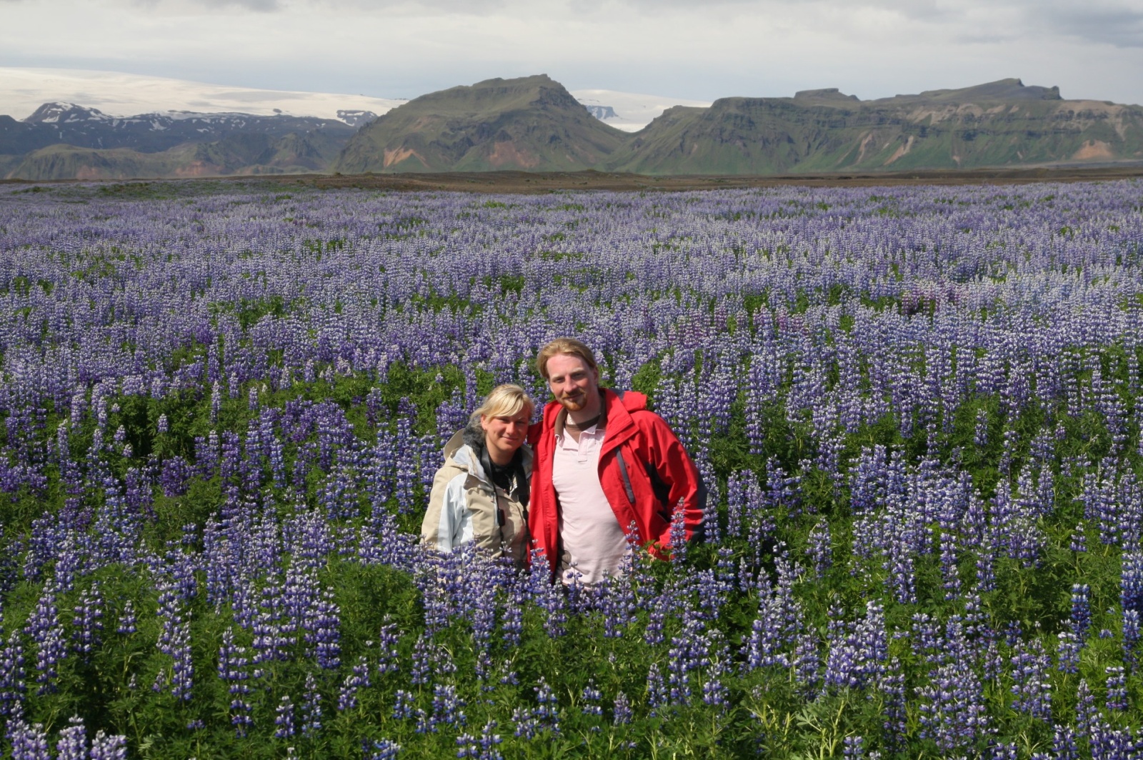 Lupin field - they are stronger than any Icelandic plants and therefore take up vast areas