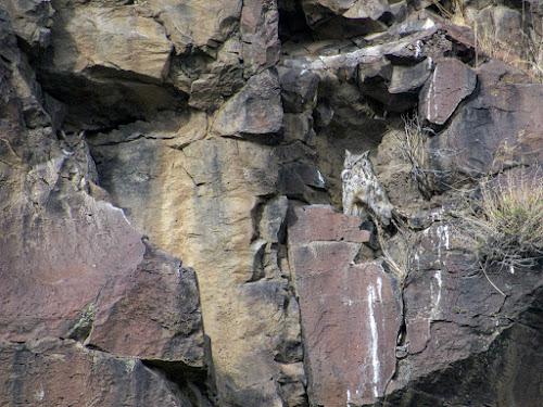 Great Horned Owl - Page Springs Campground, Frenchglen, OR