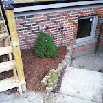 Shrub added to side of house near basement window.