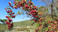 PER EL VINALOPÓ-CEA.-20-IX-2015 121