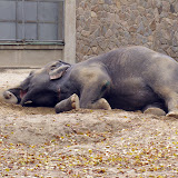 ZOO Liberec chová dvě slonice - Rání a Gaurí.