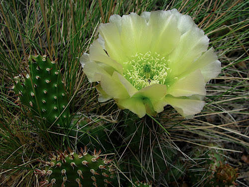 prickly_pear2.JPG