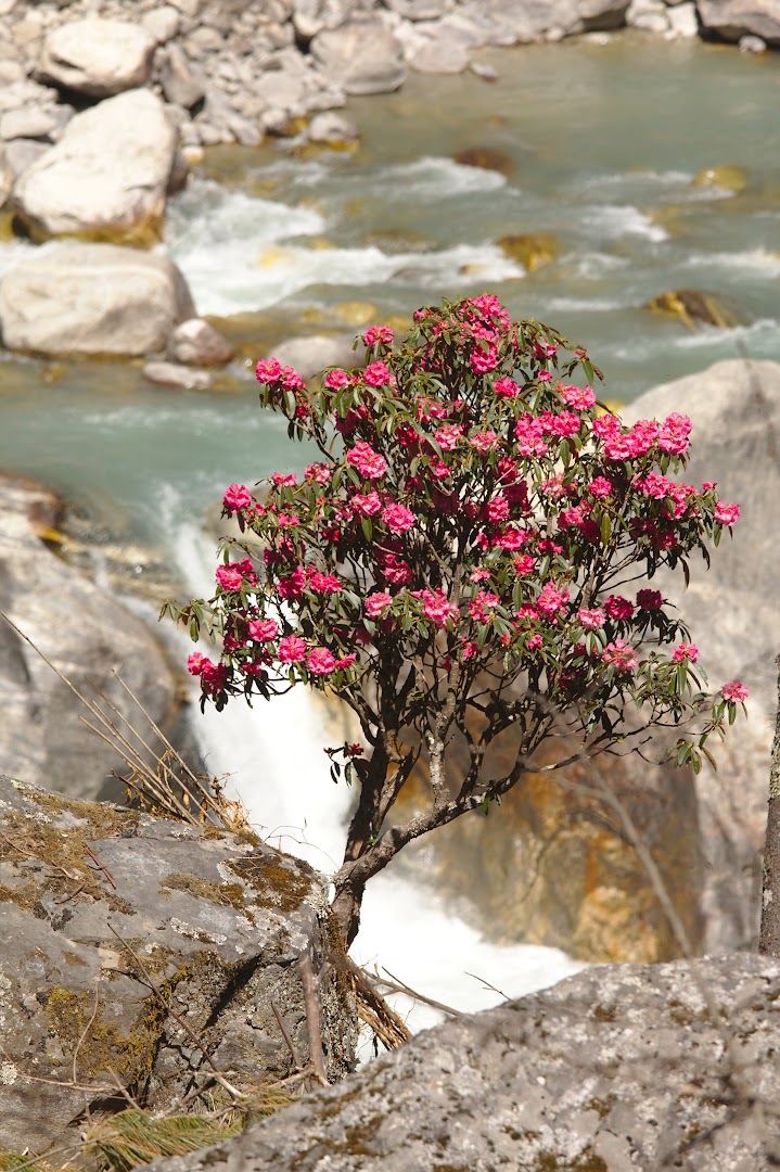 Nepal