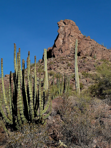 Organ Pipe National Monument