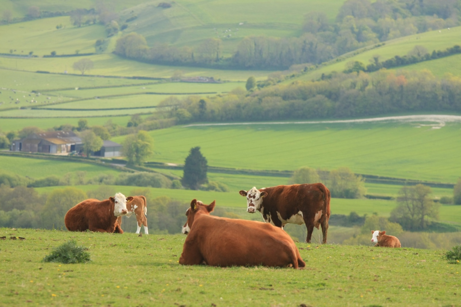 Cadbury's cows