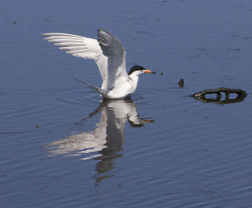 Forster's Tern - Page Springs Campground, Frenchglen, OR