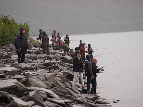 Combat fishing for pink salmon, Valdez, AK