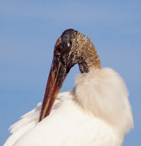 Wood Stork