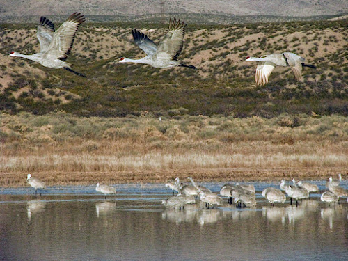 Sandhill Cranes: Bosque Del Apache, NM