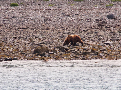 Brown Bear, Glacier Bay NP