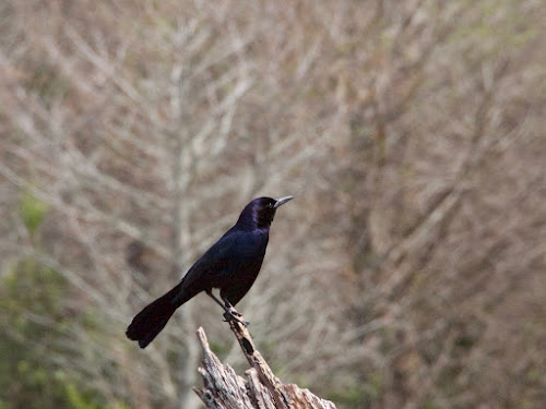 Boat-tailed Grackle (© Nick Viani)