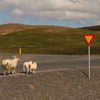 There are more sheep in Iceland than there are people (or cars)