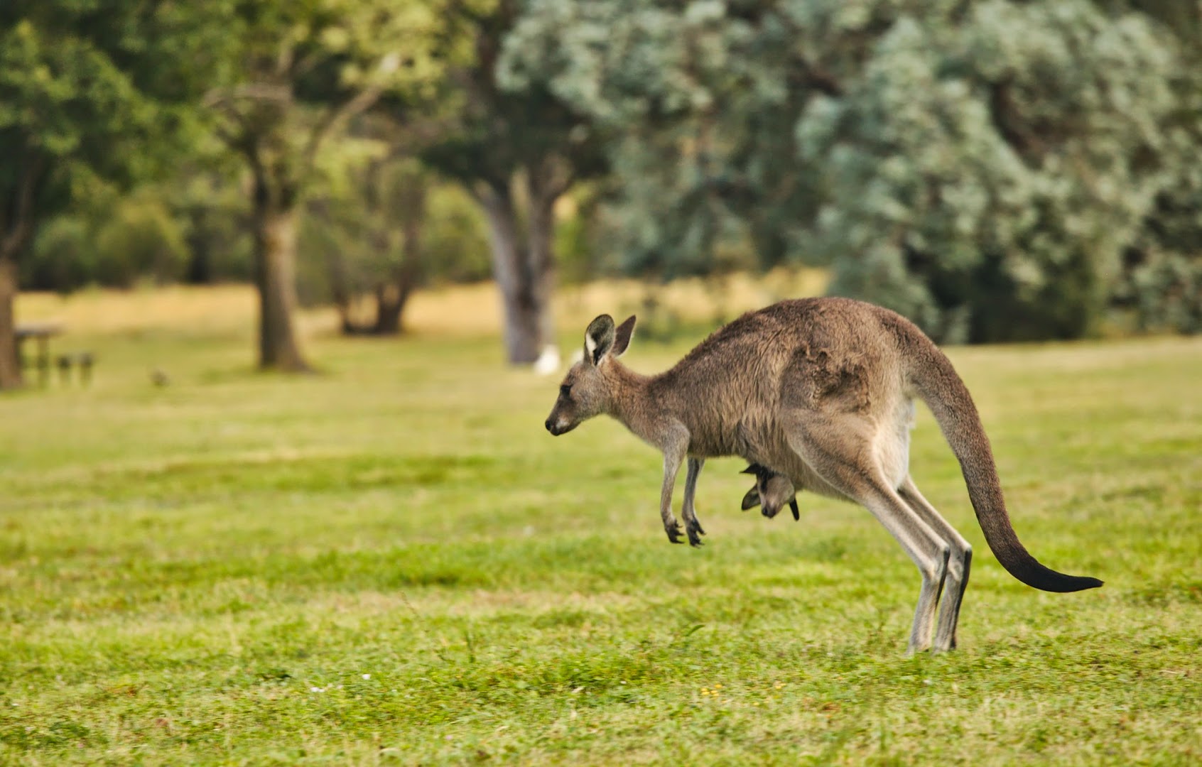 Australia