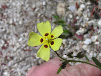 07 Tuberaria gutata. Hierba turmera