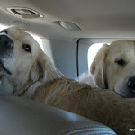 Jess and Jake in the back of the Doggie Wagon.