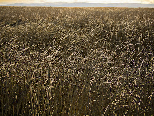 Malheur National Wildlife Refuge, Oregon