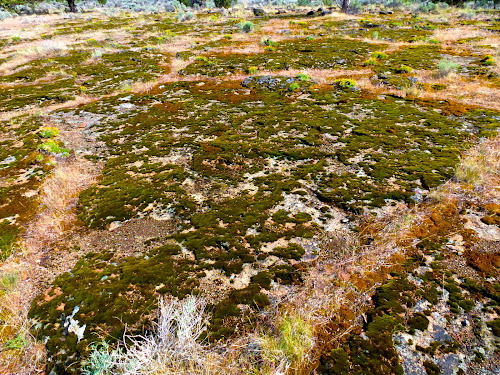 Page Springs Campground, Frenchglen, OR