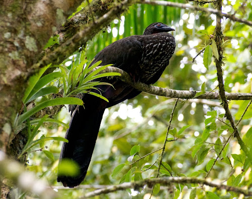 Crested Guan