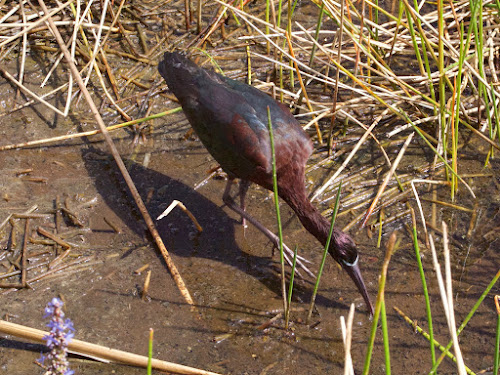 Glossy Ibis