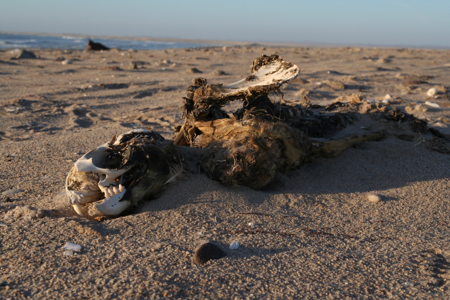 Seal at the Skeleton Coast