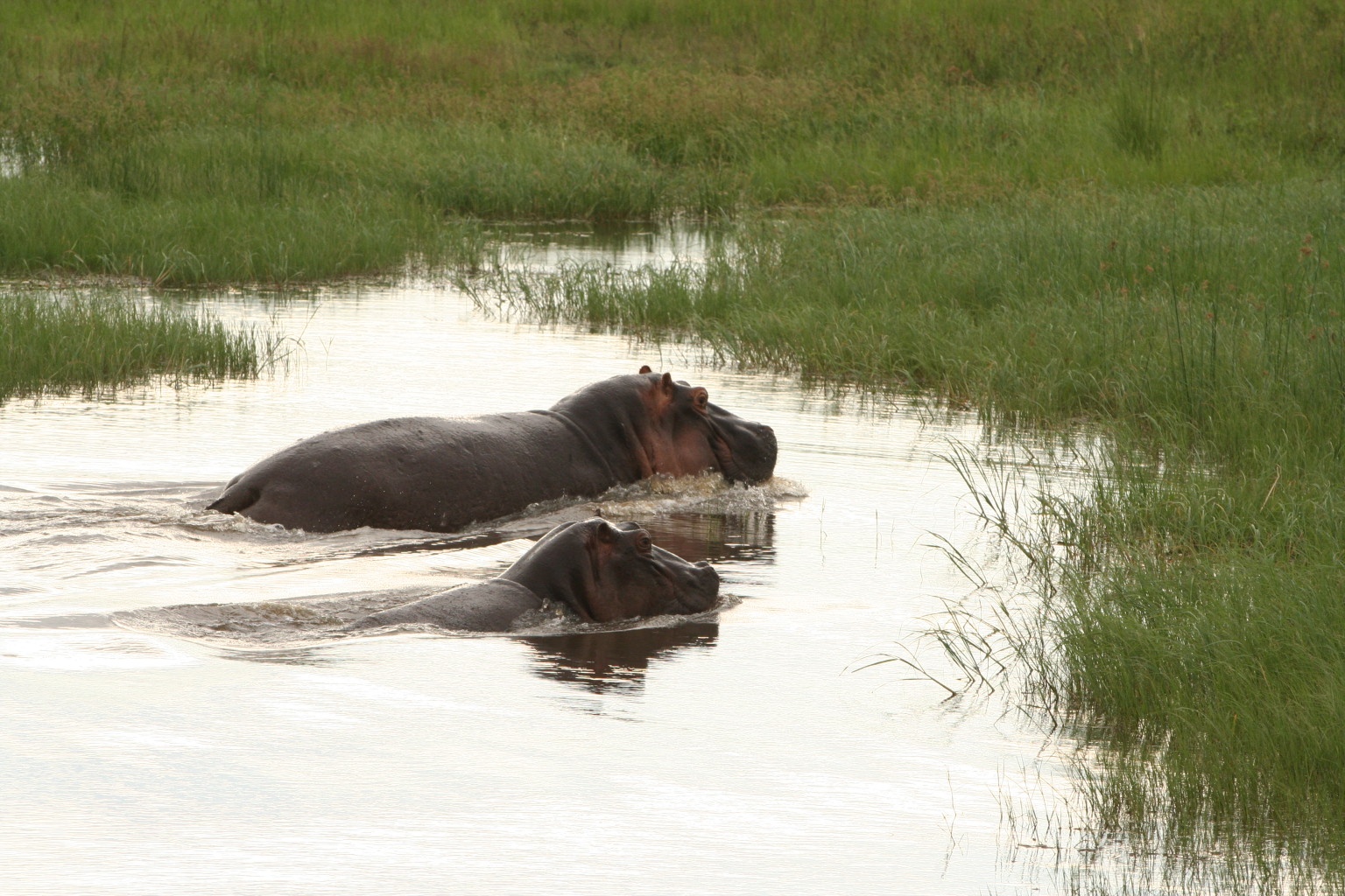 Hippos bathing