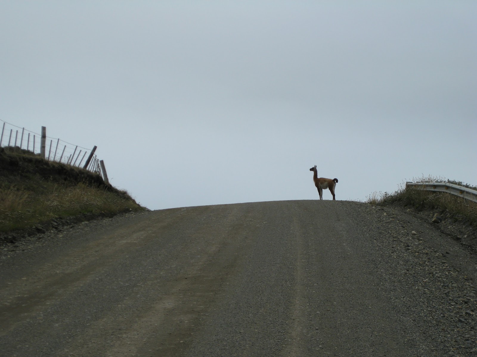 Guanaco