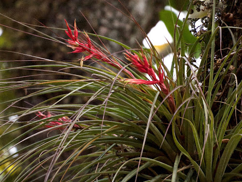 Mathewson Hammock: Bromeliad