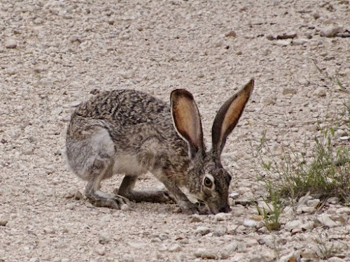 Texas jackrabbit