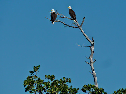 Bald eagle pair