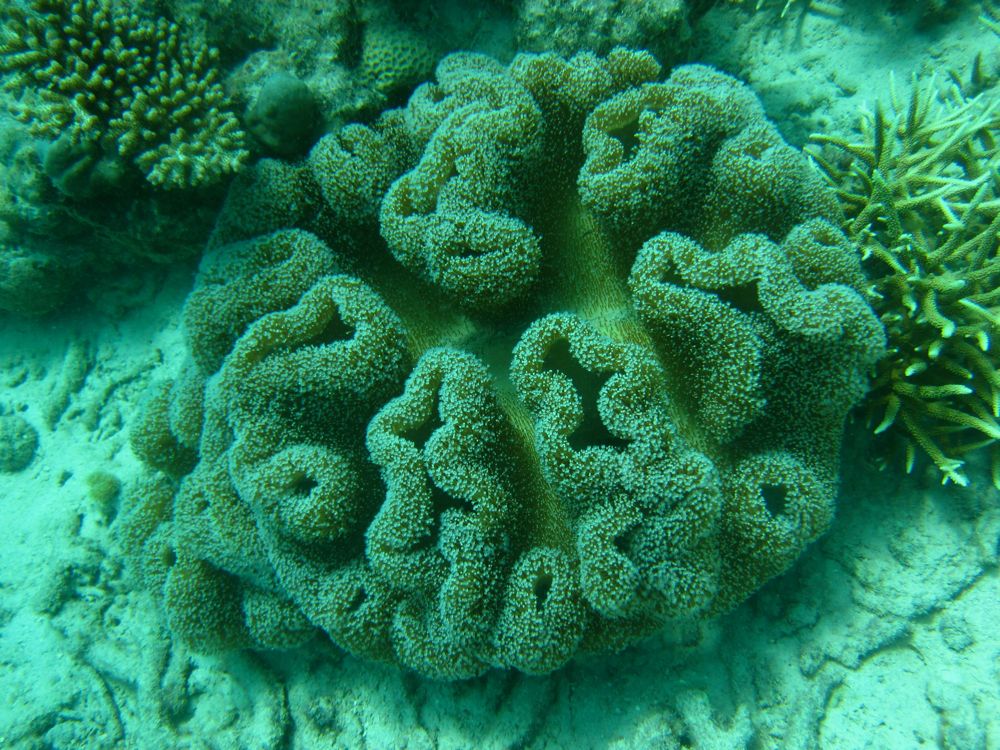 Mooie koralen onder water