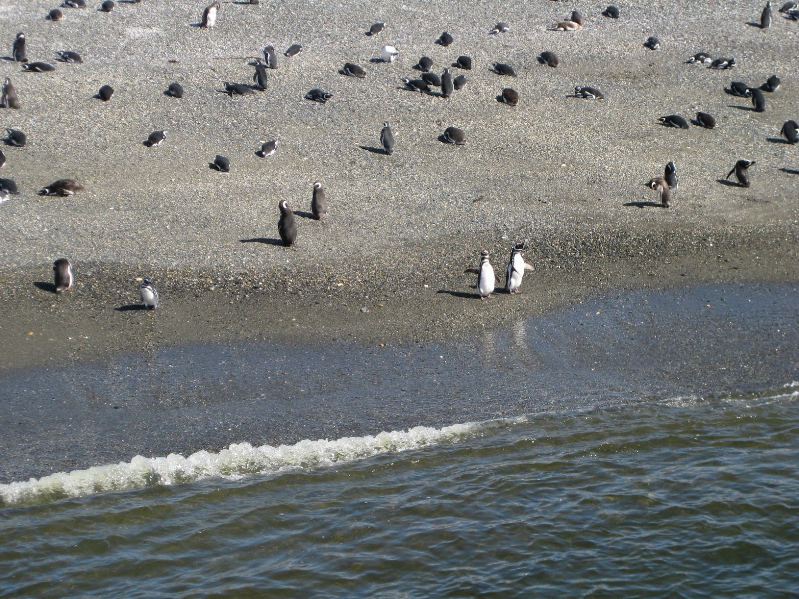 Mostly Magellanic penguins