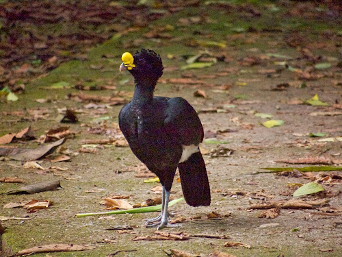 Curassow (male)