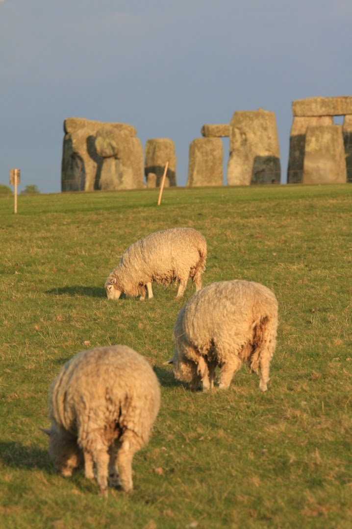 Stonehenge sheep