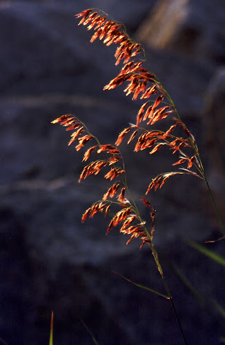 35420013 - Red Grass in Sunset Light; Autumn, 1993; Hong Kong, Pok Fu Lam