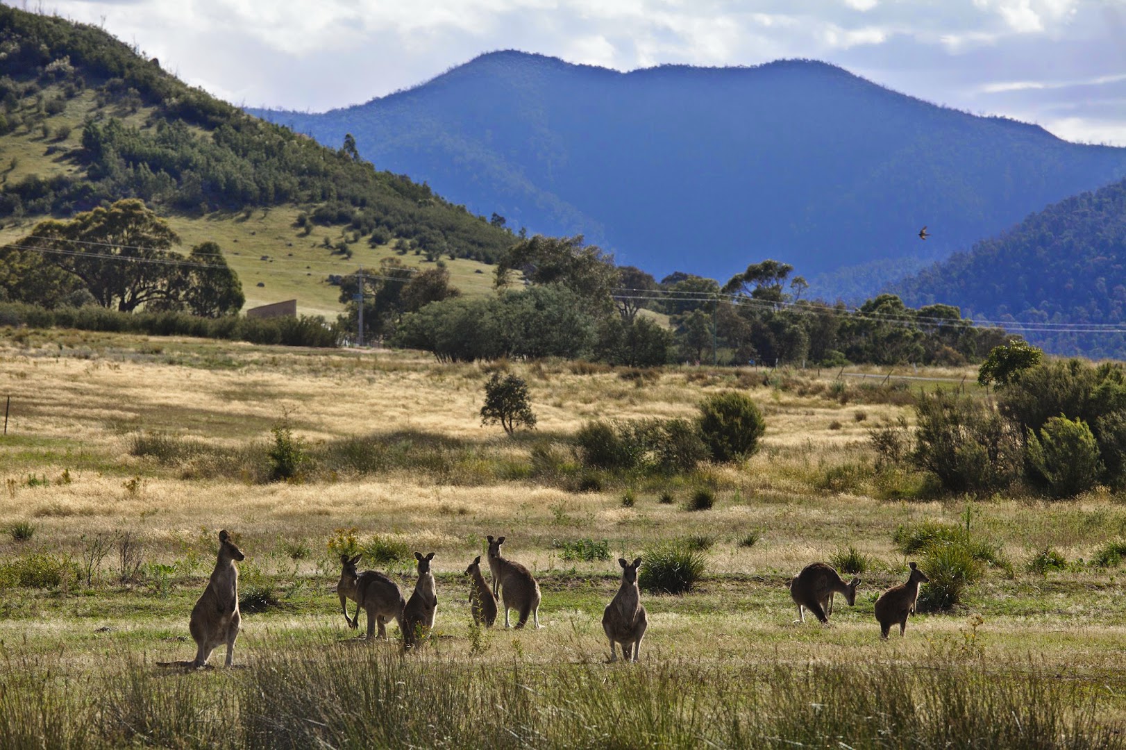 Wild Wallabees