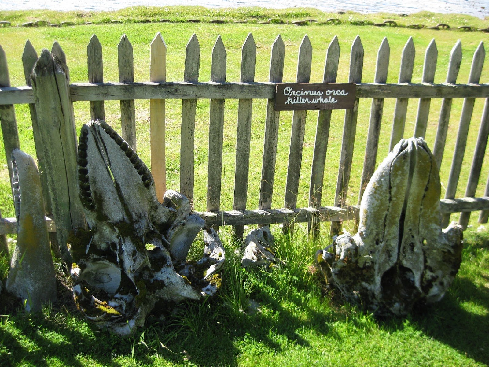 And some Orca skulls